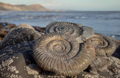 Ammonite fossils at Lyme Regis