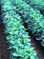 Genetically engineering soybeans (Photo: Colorado State University)